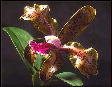 Cattleya schofieldiana